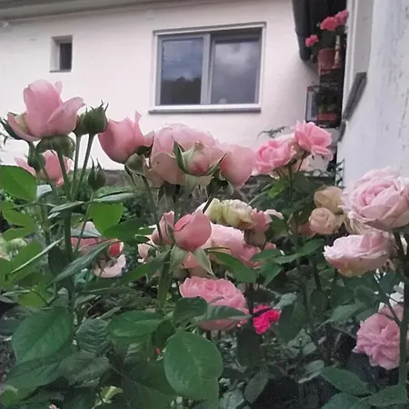 Eperkert Vendeghaz Parád