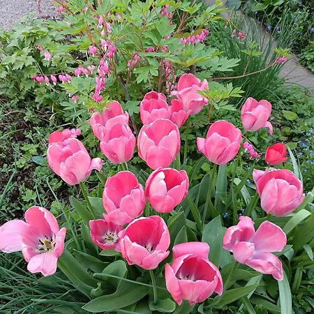 Eperkert Vendeghaz Tatil Evi Parád